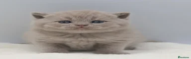 British Shorthair Kitten 2