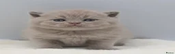 British Shorthair cats for sale: PEDIGREE REGISTERED CHUNKY BRITISH SHORTHAIRS - Advert 12