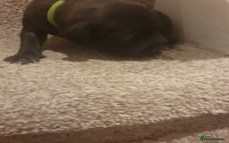 Staffordshire Bull Terrier dogs for sale: Staffordshire Bull Terrior Pups - 9 in total. - Image 22