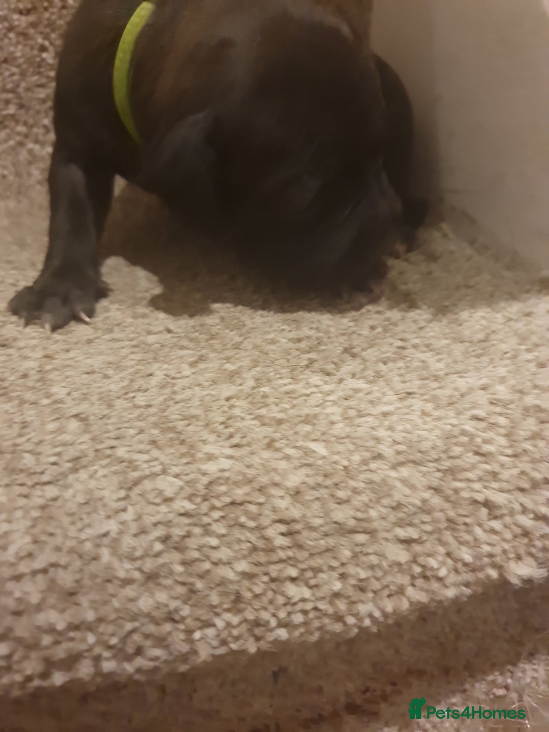 Staffordshire Bull Terrier dogs for sale: Staffordshire Bull Terrior Pups - 9 in total. - Image 22