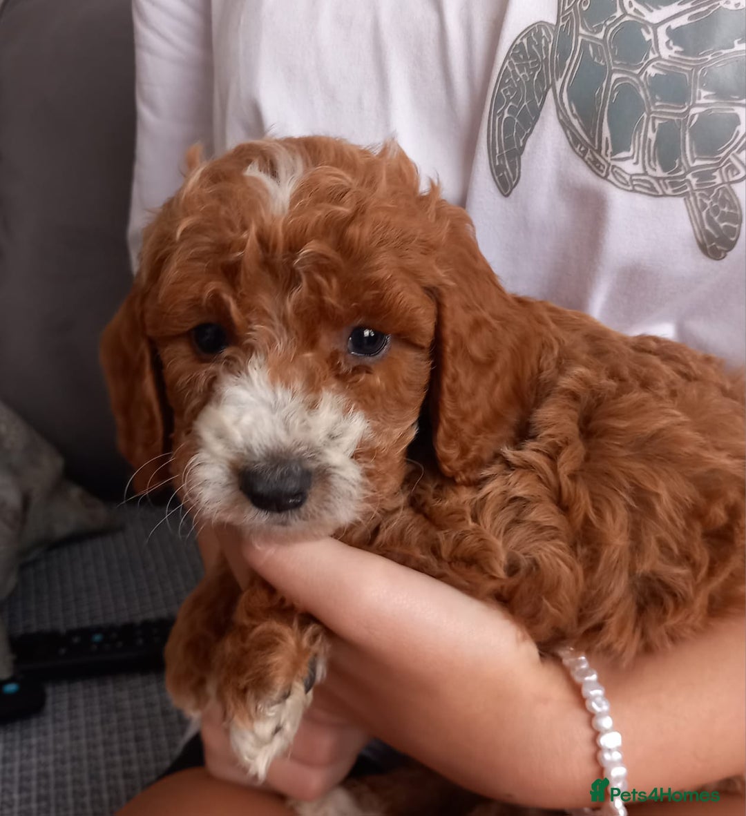 Cockapoo dogs for sale: Red cockapoo puppies - Image 7