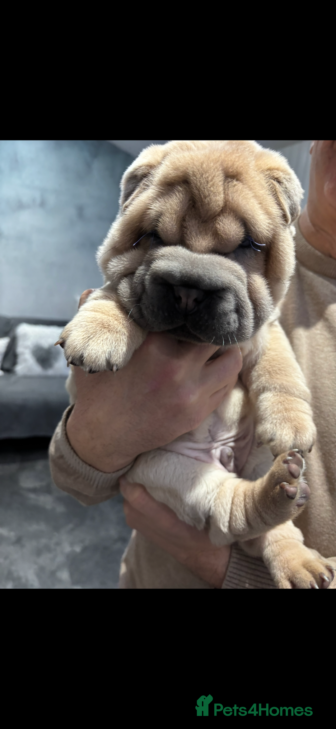 Shar Pei dogs for sale: Shar pei chunky boy  - Advert 4