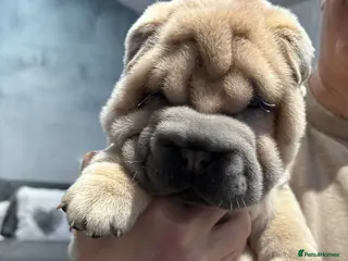 Shar Pei dogs Shar pei stunning little boy - Advert 15