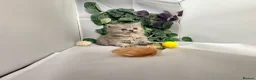 British Shorthair cats for sale: Stunning BSH/BLH Kittens for Sale  - Advert 9