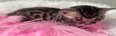 Bengal 4