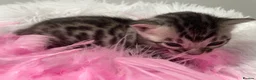 Bengal cats for sale: TICA Registered Bengal Kittens - Advert 2