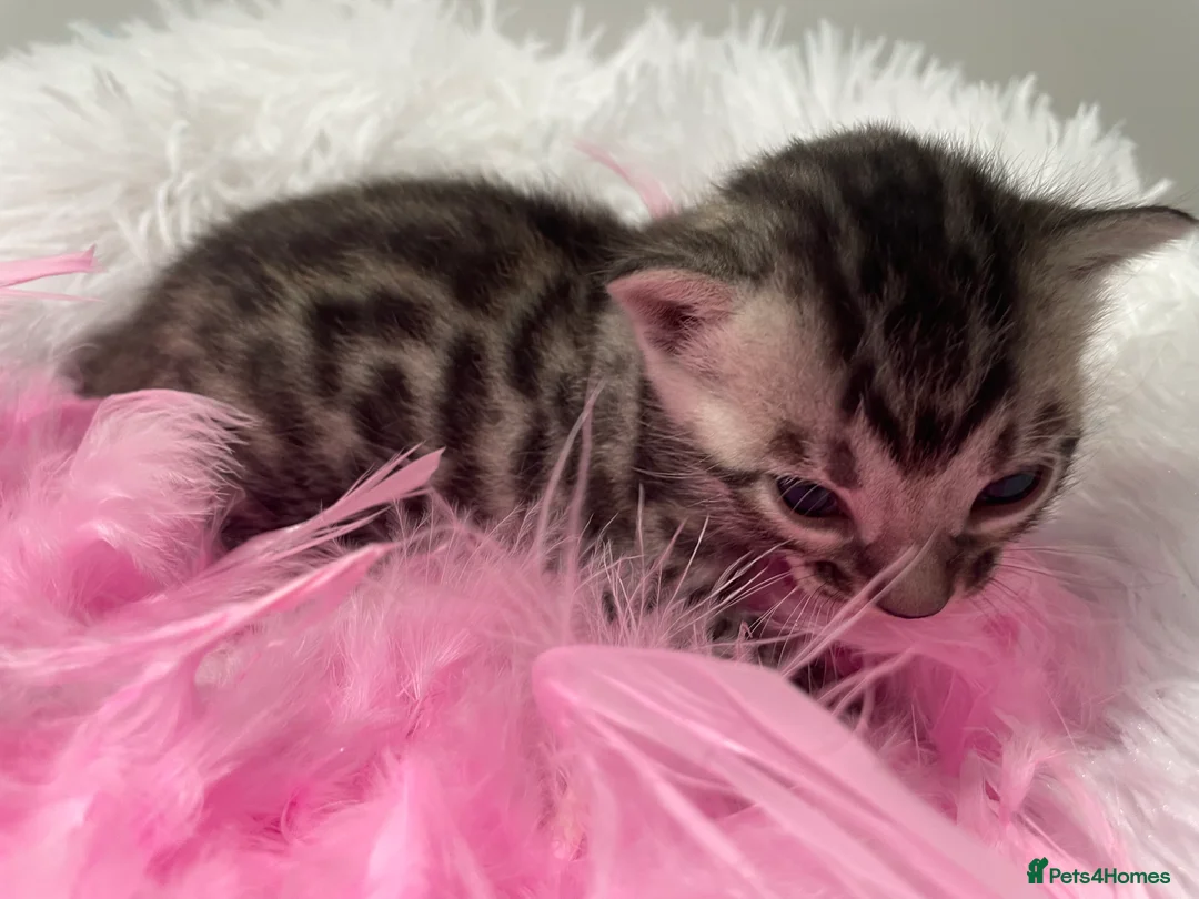 Bengal cats for sale: TICA Registered Bengal Kittens - Advert 2
