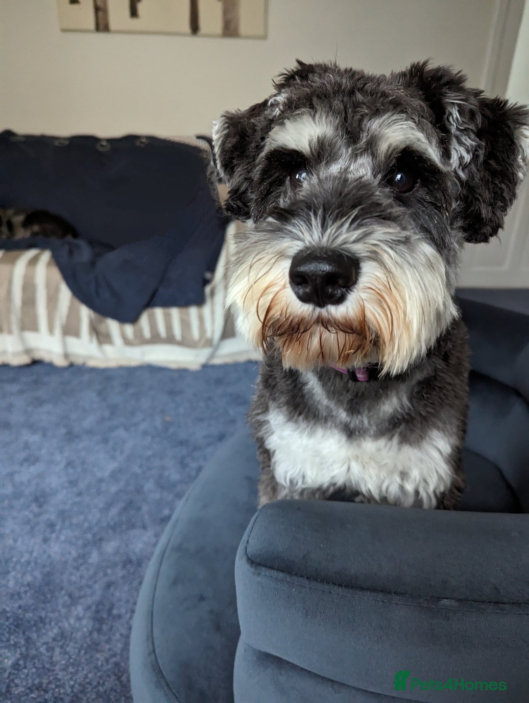 Miniature Schnauzer dogs for sale: Gorgeous George  - Image 2