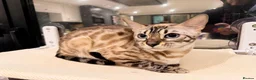 Bengal cats for sale: Female Bengal snow mink  - Advert 1