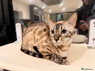 Bengal cats Female Bengal snow mink - Advert 1