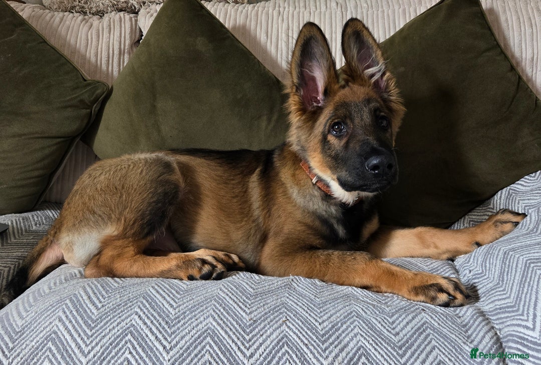 German Shepherd dogs for sale: Mack  - Advert 10