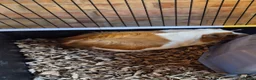 Guinea Pig rodents for sale: Two female Guinea Pigs for sale - Advert 6