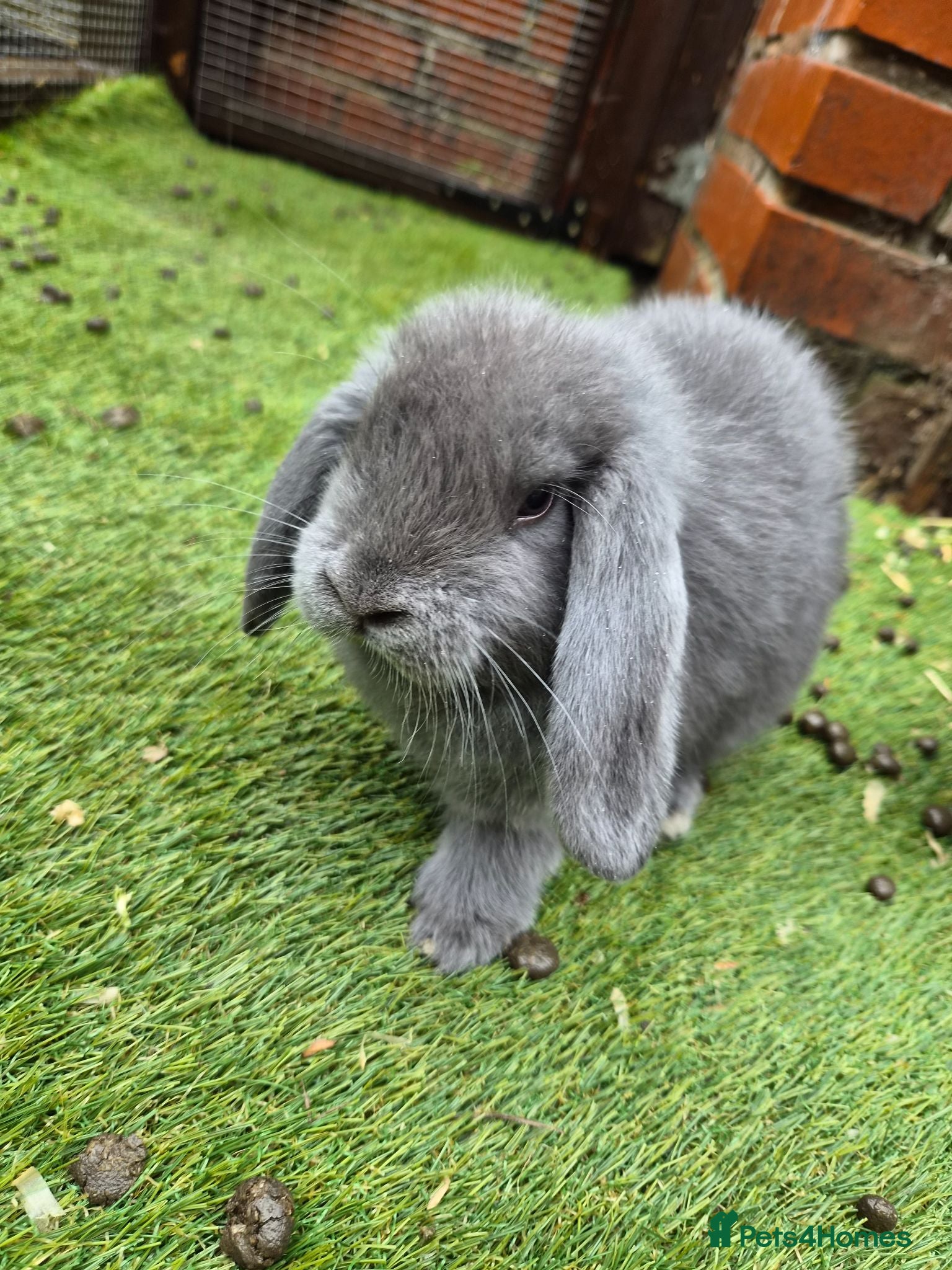 Mini Lop rabbits Gorgeous Pure Bred Mini Lops - Advert 1