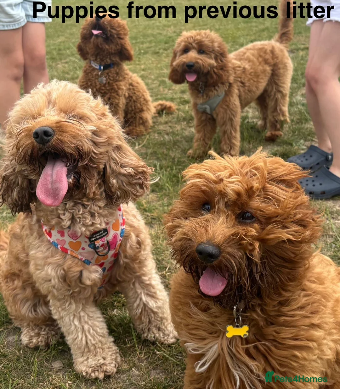 Cockapoo dogs for sale: 🐾 STUNNING F1B RED MINIATURE COCKAPOO PUPPIES  - Advert 12