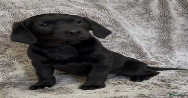 Labrador Retriever dogs - Advert 5