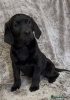 Labrador Retriever dogs - Advert 5