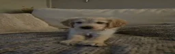 Mixed Breed dogs for sale: Golden retriever x cockapoo boy puppy - Advert 3