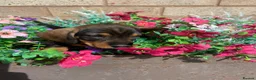 Dachshund dogs for sale: Standard Wire Haired Dachshunds  in Malvern - Advert 15