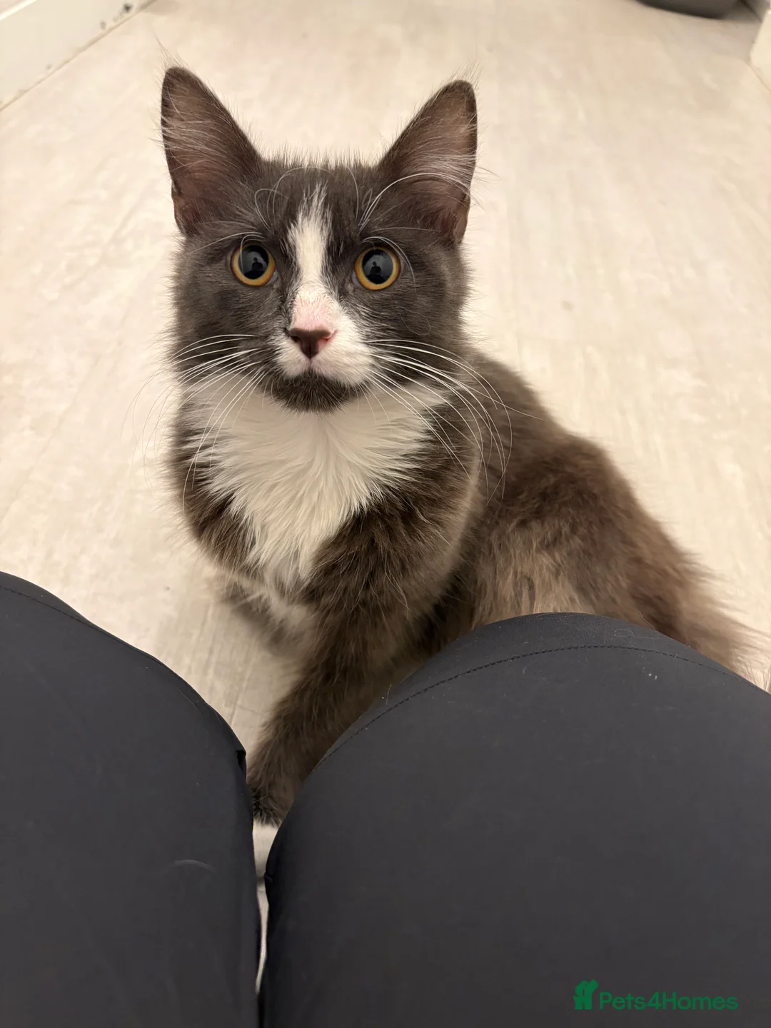 Turkish Angora cats for sale: grey and white Turkish angora kitten  - Advert 3