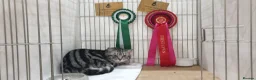 British Shorthair cats for sale: Show quality GCCF Silver Tabbies  in Rochester - Advert 36