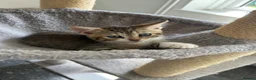 Mixed Breed cats for sale: 4 Gorgeous tabby kittens, 2 with white features - Advert 32