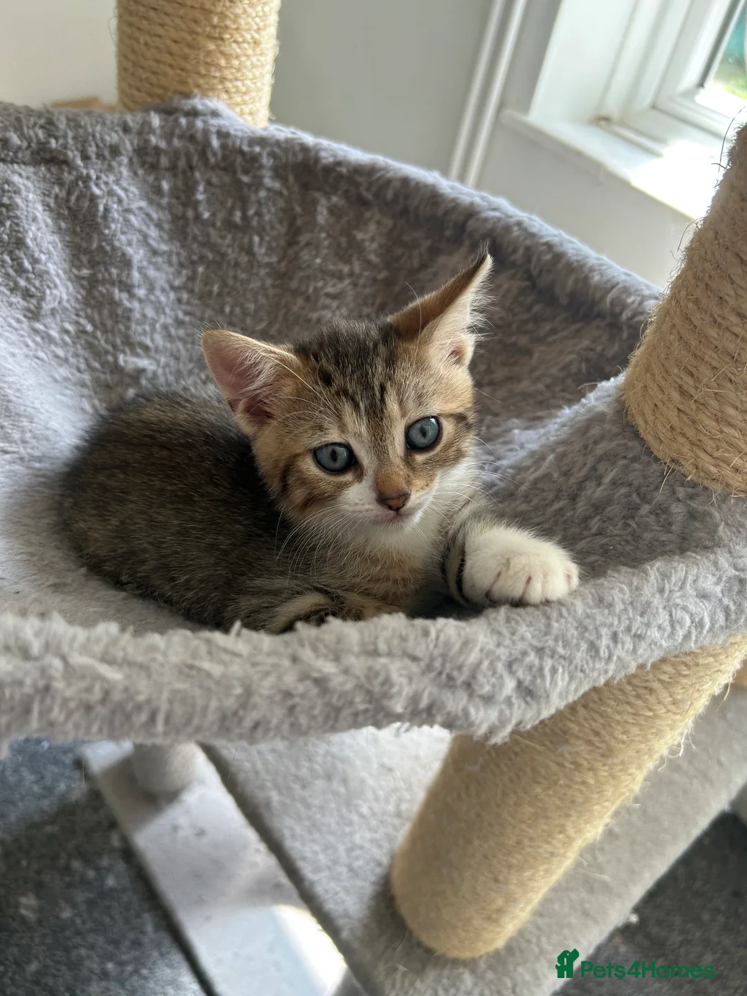 Mixed Breed cats for sale: 4 Gorgeous tabby kittens, 2 with white features - Advert 32