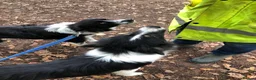 Border Collie dogs for sale: Border collie puppies  in Norwich - Advert 6