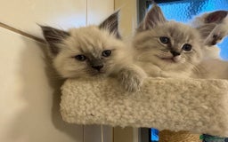 Ragdoll cats for sale: Amazing top Quality Ragdolls  - Image 5