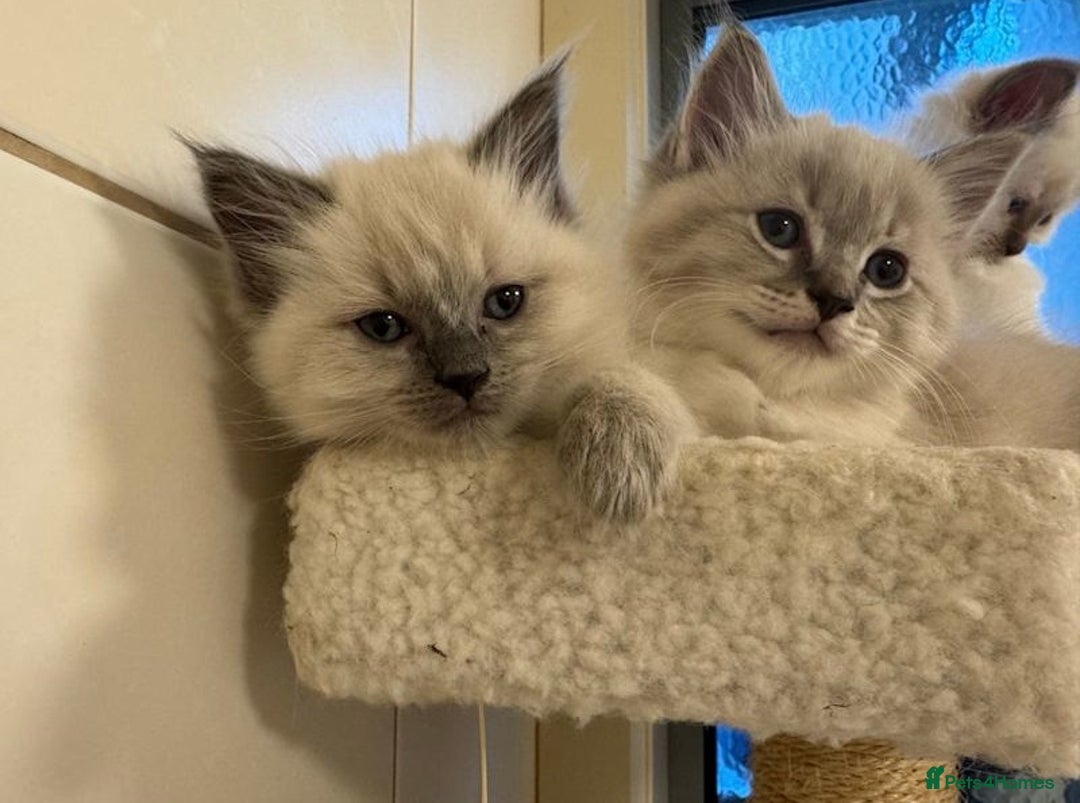 Ragdoll cats for sale: Amazing top Quality Ragdolls  - Image 5