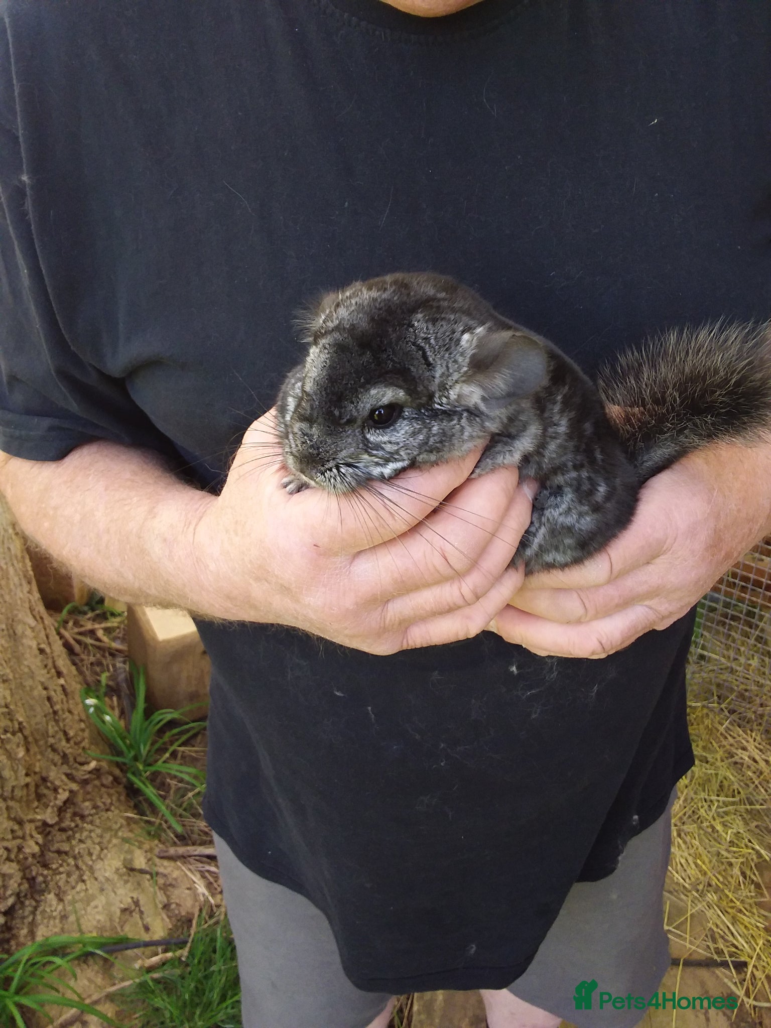 Chinchilla rodents Two lovely boys  - Advert 1