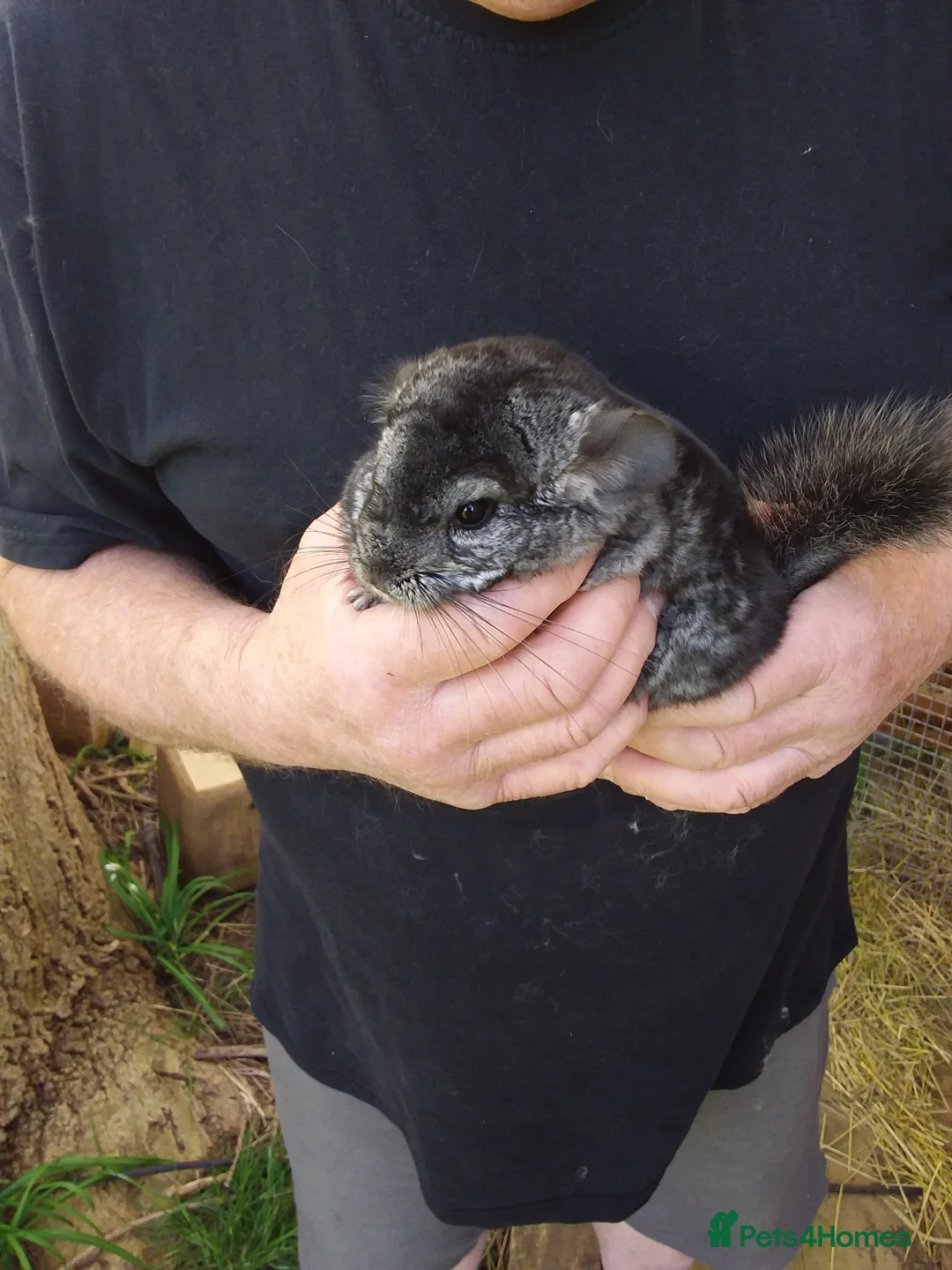 Chinchilla rodents for sale: Two lovely boys  - Advert 1
