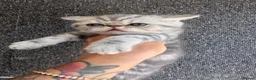 Persian cats for sale: Beautiful Scottish fold exotic Persian kittens  in Birmingham - Advert 2