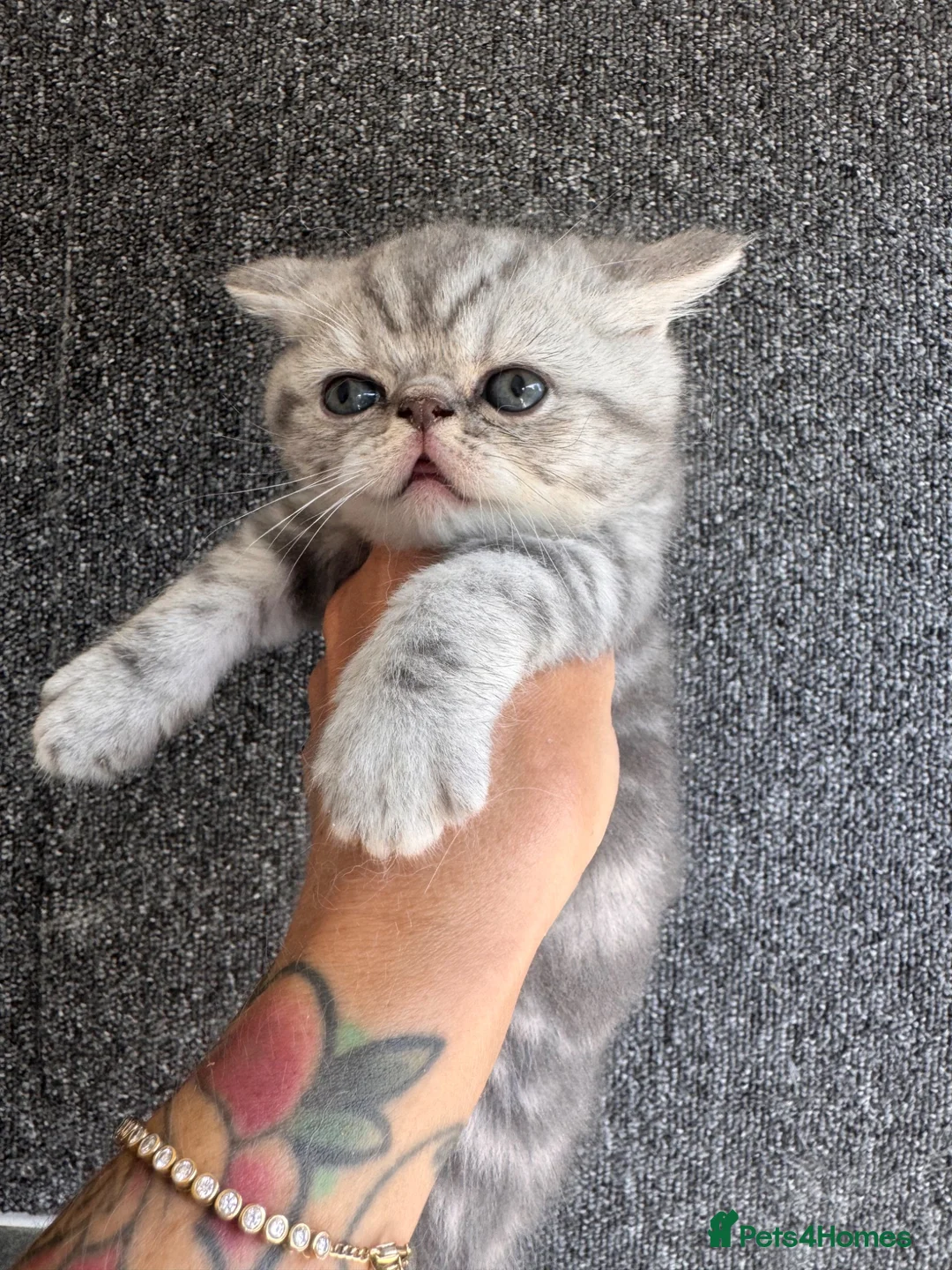 Persian cats for sale: Beautiful Scottish fold exotic Persian kittens  in Birmingham - Advert 2