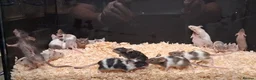 Mouse rodents for sale: Fancy Pet Mice , Females  - Advert 1