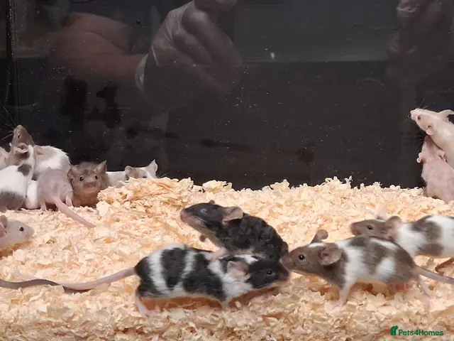 Mouse rodents for sale: Fancy Pet Mice , Females - Advert 1