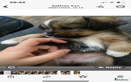Mixed Breed dogs for sale: Lhasa Apso/ Jackhuahua puppies  - Image 3