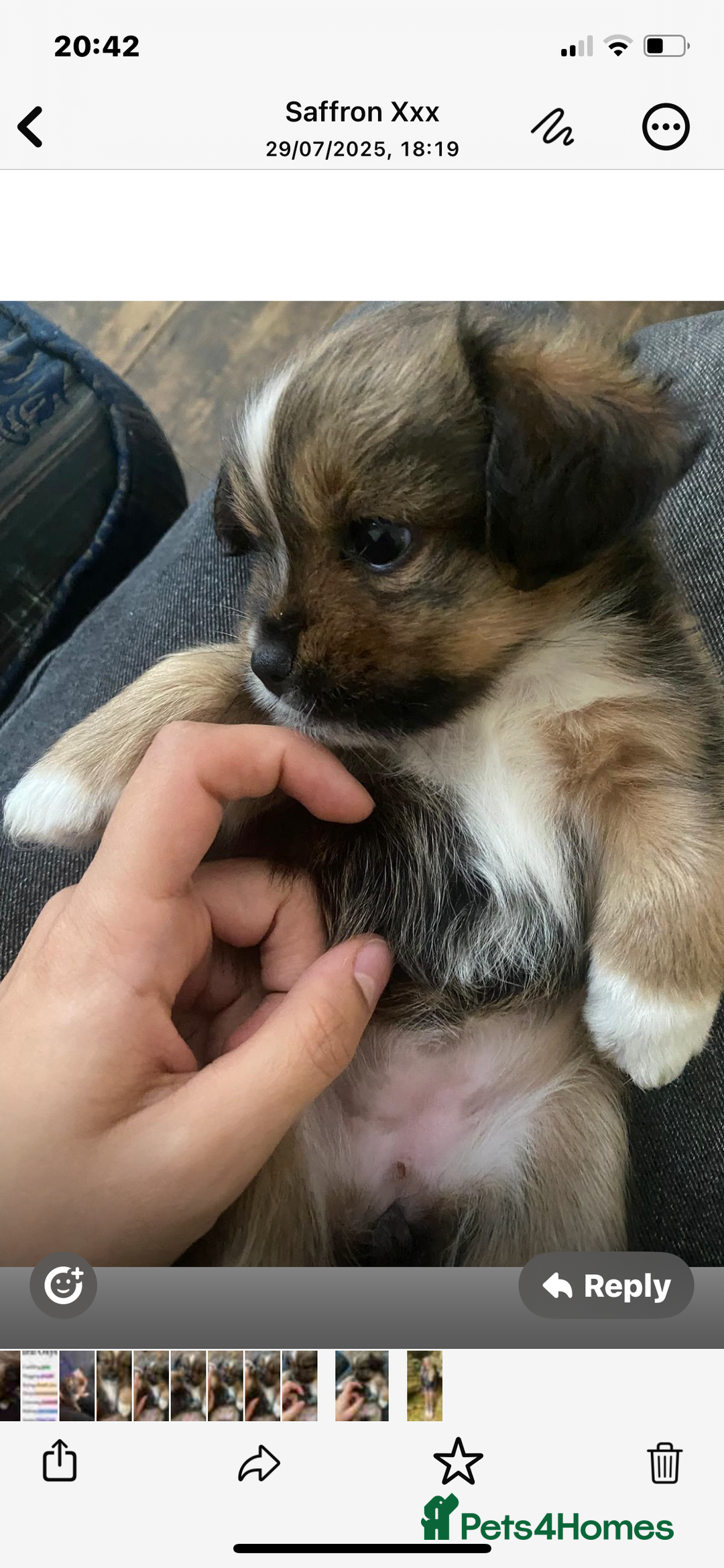 Mixed Breed dogs for sale: Lhasa Apso/ Jackhuahua puppies  - Image 3
