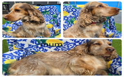 Cocker Spaniel dogs for sale: SHOW COCKERS READY NOW LAST LEMON BOY AND GIRL - Image 6