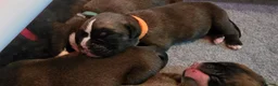 Boxer dogs for sale: Kc boxers - boy and girl are looking for 🏡 - Advert 18