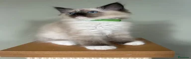 Ragdoll 1
