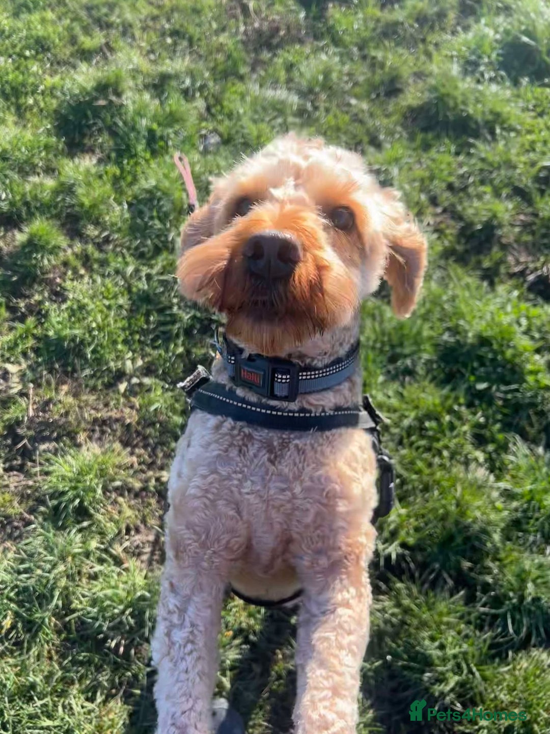 Cockapoo dogs for adoption: JACK  - Advert 5