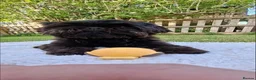Shih Tzu dogs for sale: 5 beautiful KC reg shih Tzu puppies  - Advert 3
