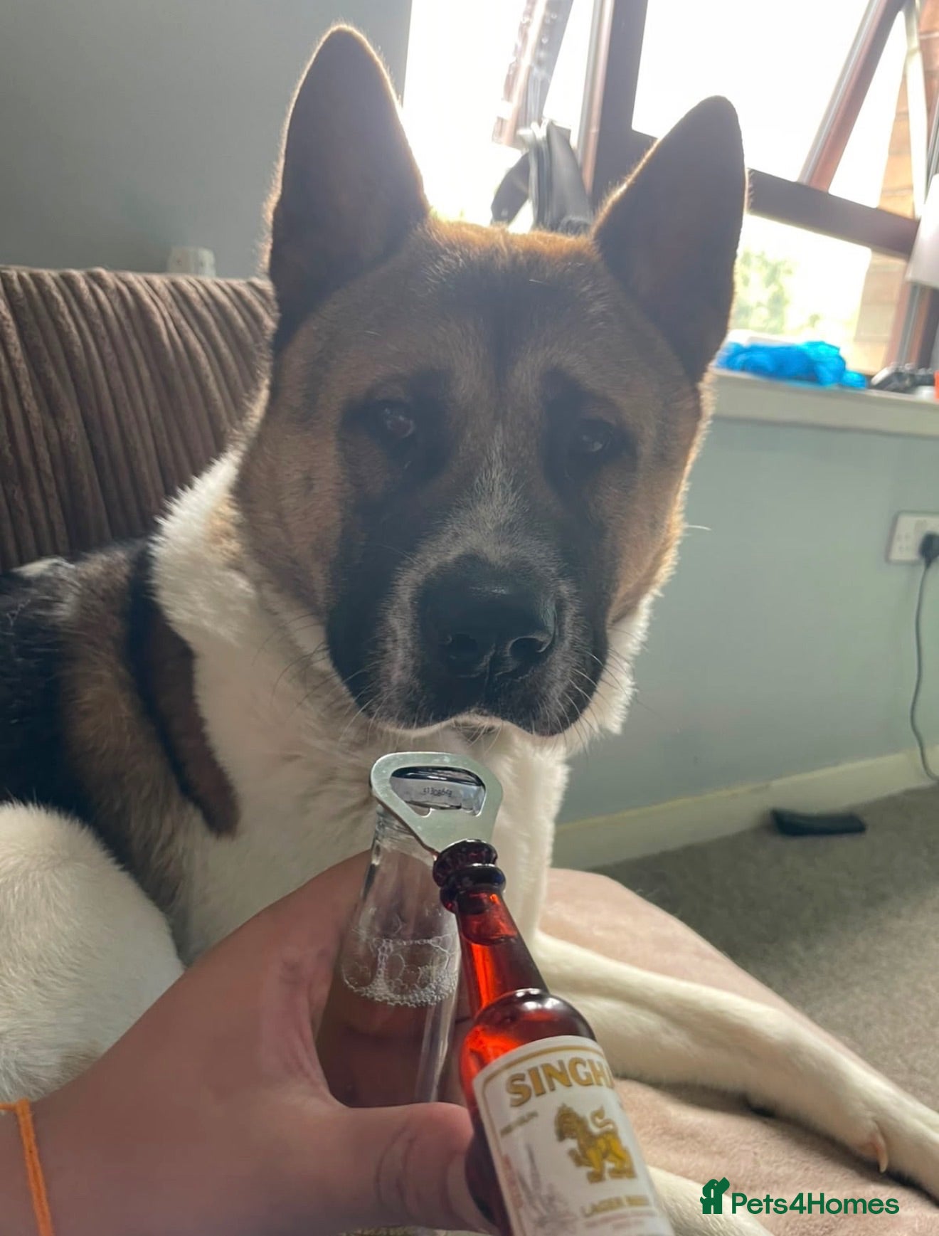 Akita dogs URGENT 3 year old male Akita ( Koda ) - Advert 3