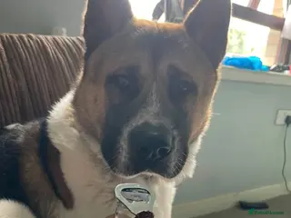 Akita dogs URGENT 3 year old male Akita ( Koda ) - Advert 3