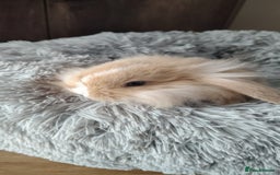Mini Lop rabbits for sale: Beautiful Mini Lop Babies - 6 to choose from  - Image 22