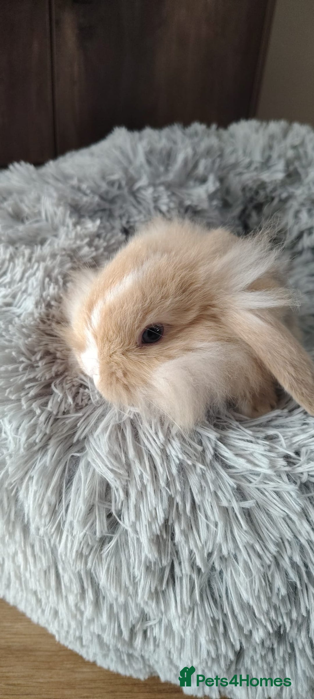 Mini Lop rabbits for sale: Beautiful Mini Lop Babies - 6 to choose from  - Image 22