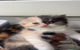 Persian cats for sale: Litter of beautiful Persian kittens   - Image 2