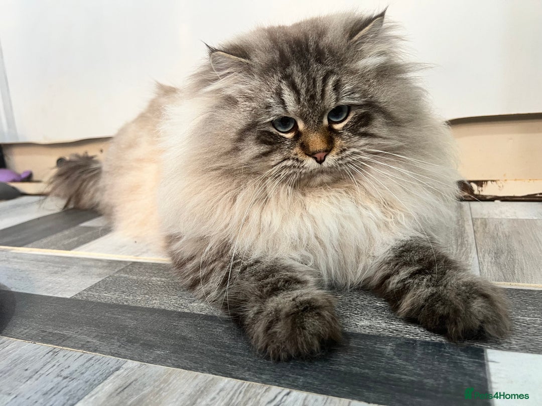 Siberian cats for sale: 💎💎GCCF Siberian Neva Masquerade Kittens💎💎 - Advert 14