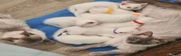 Mixed Breed cats for sale: Ragdoll x khao Manee kittens  in Lowestoft - Advert 5