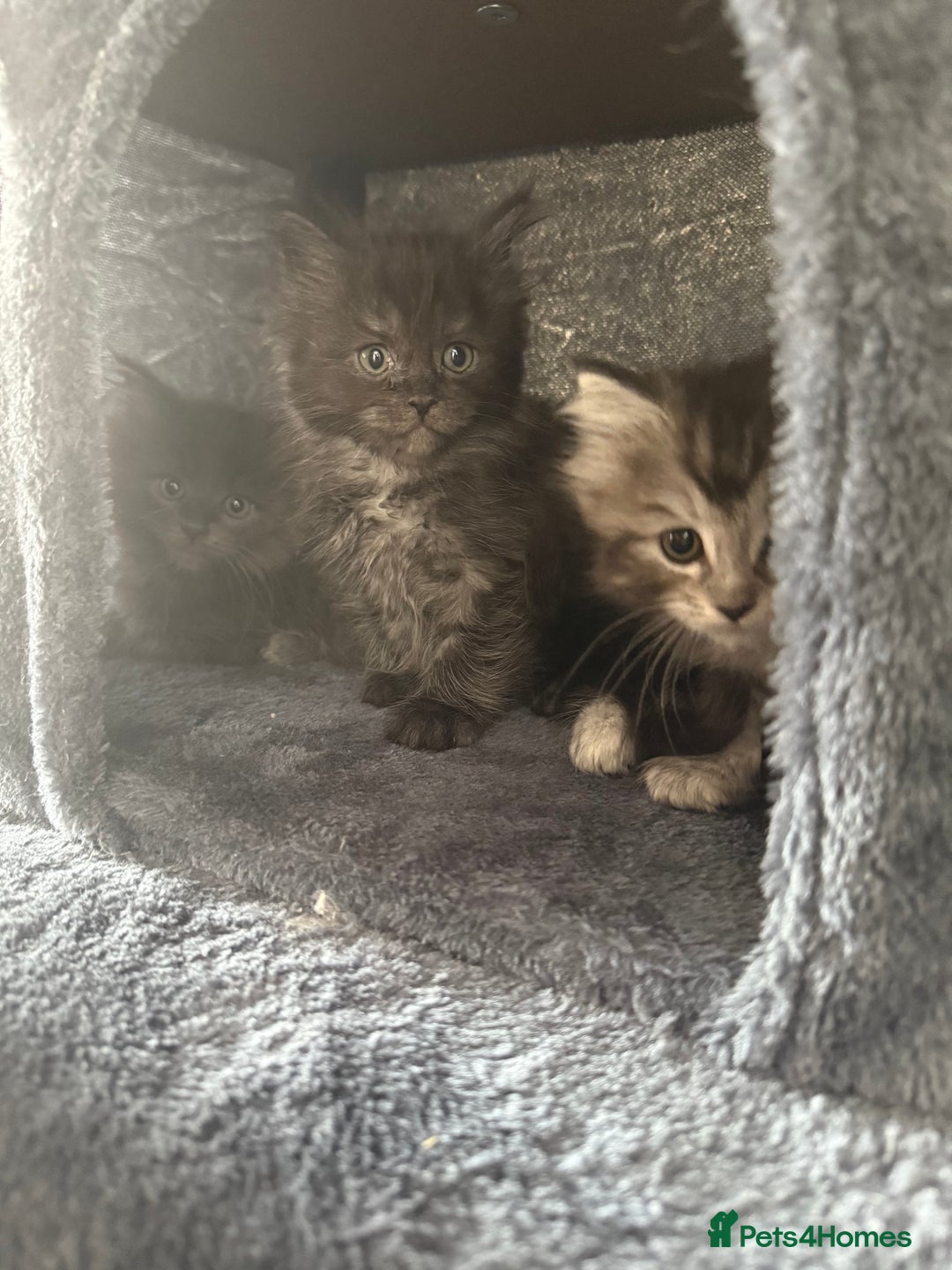 Ragcoon cats for sale: Ragcoon kittens  - Image 1